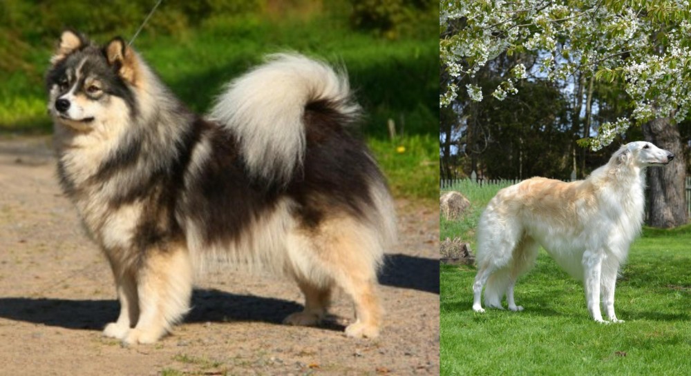 Russian Hound vs Finnish Lapphund - Breed Comparison
