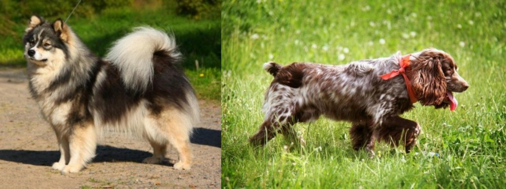 Russian Spaniel vs Finnish Lapphund - Breed Comparison