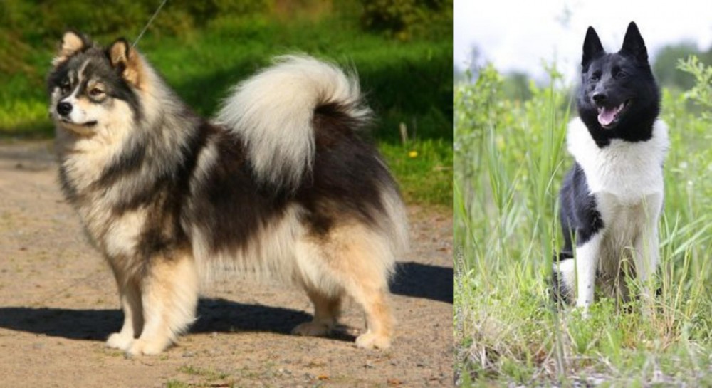 Russo-European Laika vs Finnish Lapphund - Breed Comparison