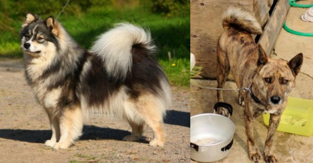 Ryukyu Inu vs Finnish Lapphund - Breed Comparison