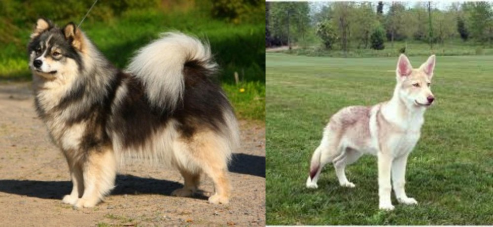 Saarlooswolfhond vs Finnish Lapphund - Breed Comparison