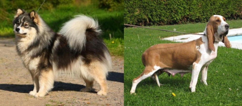 Sabueso Espanol vs Finnish Lapphund - Breed Comparison