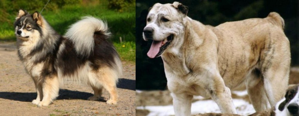 Sage Koochee vs Finnish Lapphund - Breed Comparison