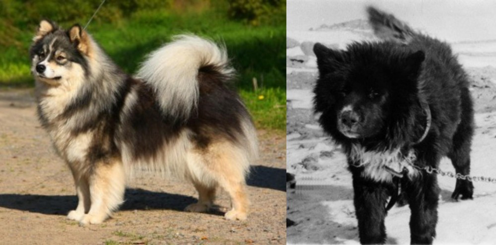 Sakhalin Husky vs Finnish Lapphund - Breed Comparison