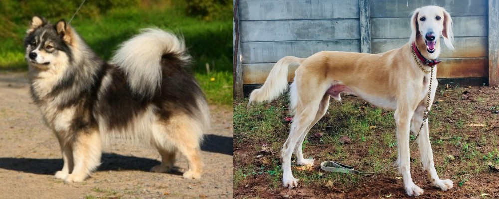 Saluki vs Finnish Lapphund - Breed Comparison