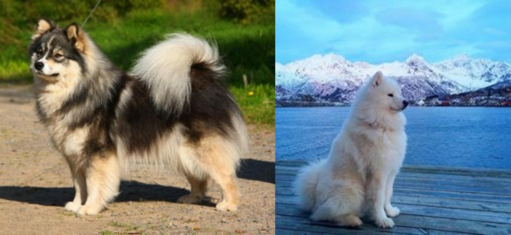 Samoyed vs Finnish Lapphund - Breed Comparison