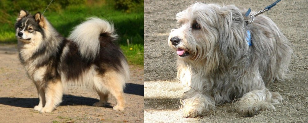 Sapsali vs Finnish Lapphund - Breed Comparison