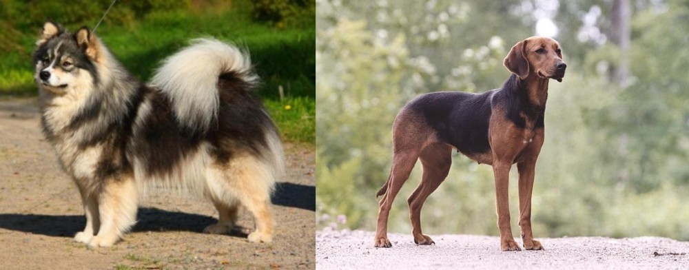 Schillerstovare vs Finnish Lapphund - Breed Comparison