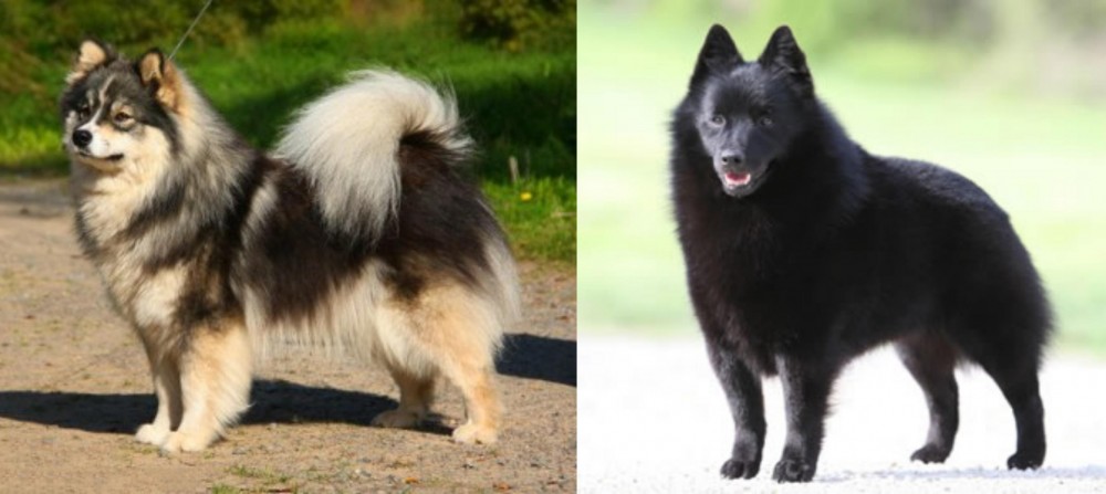 Schipperke vs Finnish Lapphund - Breed Comparison
