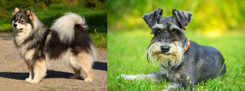 Schnauzer vs Finnish Lapphund - Breed Comparison