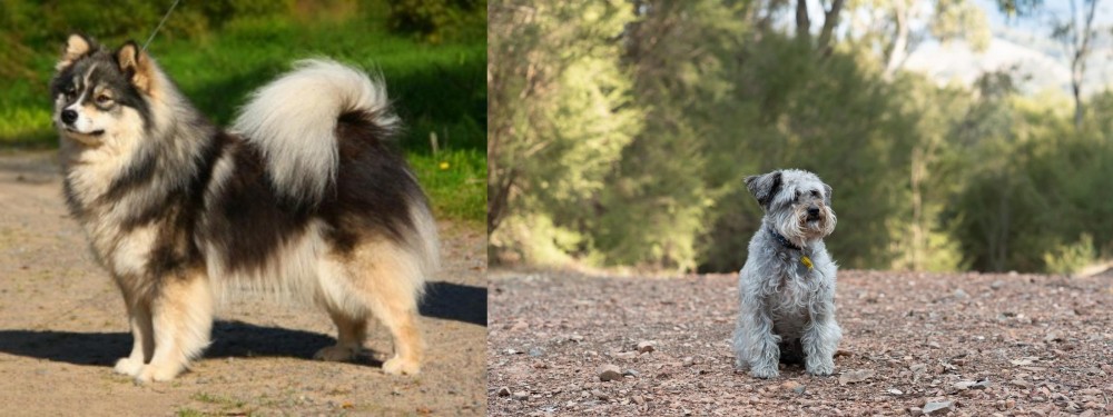 Schnoodle vs Finnish Lapphund - Breed Comparison
