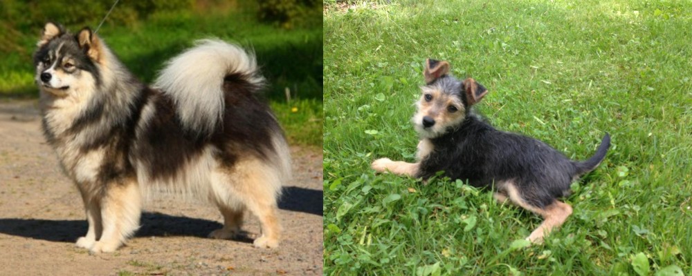 Schnorkie vs Finnish Lapphund - Breed Comparison