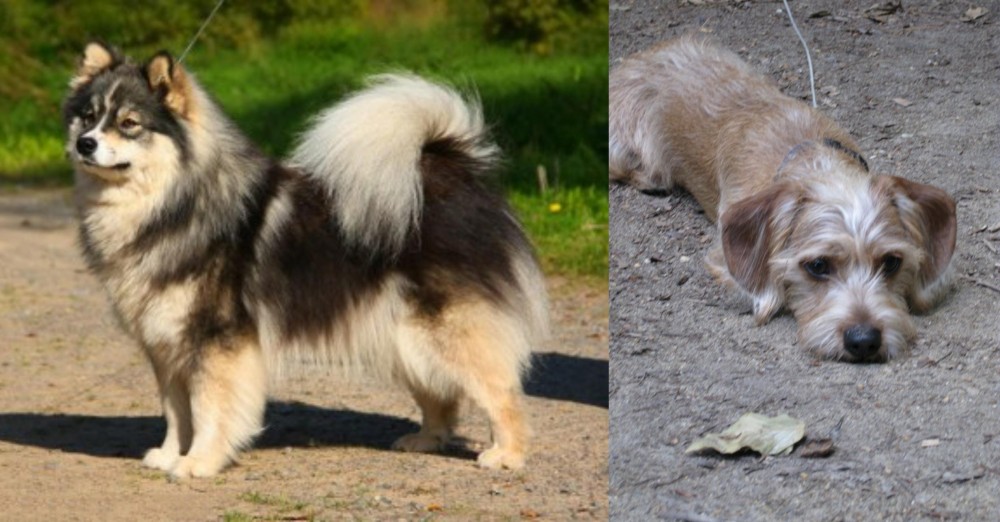Schweenie vs Finnish Lapphund - Breed Comparison