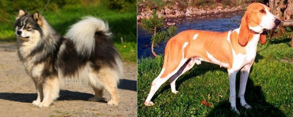 Schweizer Laufhund vs Finnish Lapphund - Breed Comparison