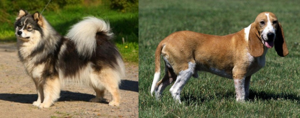 Schweizer Niederlaufhund vs Finnish Lapphund - Breed Comparison