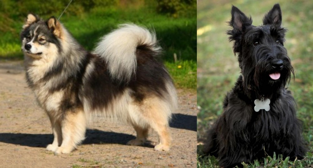 Scoland Terrier vs Finnish Lapphund - Breed Comparison