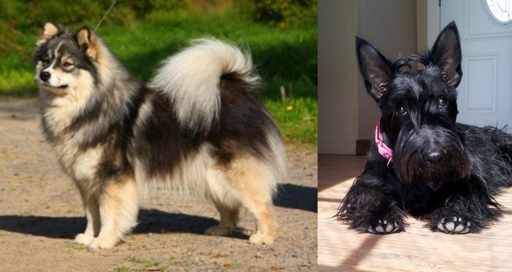 Scottish Terrier vs Finnish Lapphund - Breed Comparison