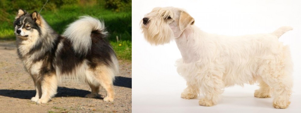 Sealyham Terrier vs Finnish Lapphund - Breed Comparison