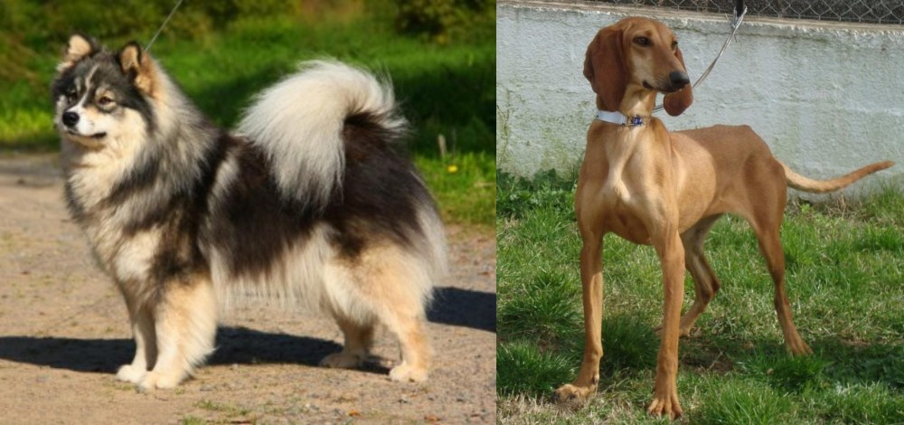 Segugio Italiano vs Finnish Lapphund - Breed Comparison