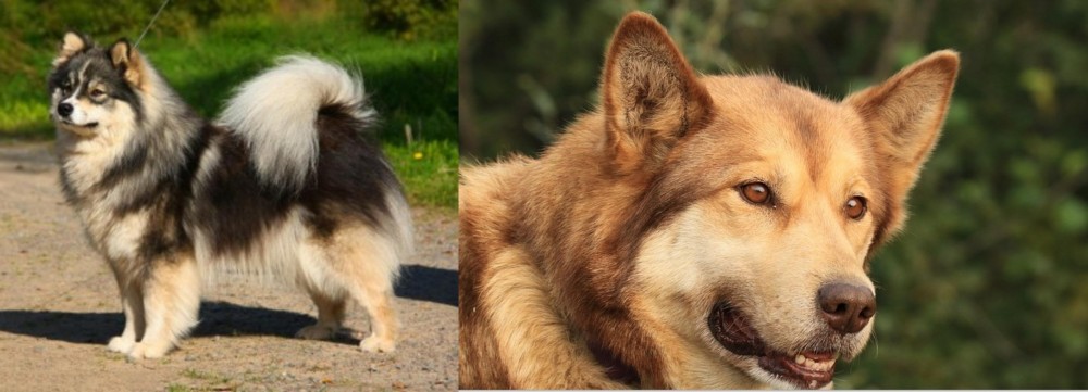 Seppala Siberian Sleddog vs Finnish Lapphund - Breed Comparison