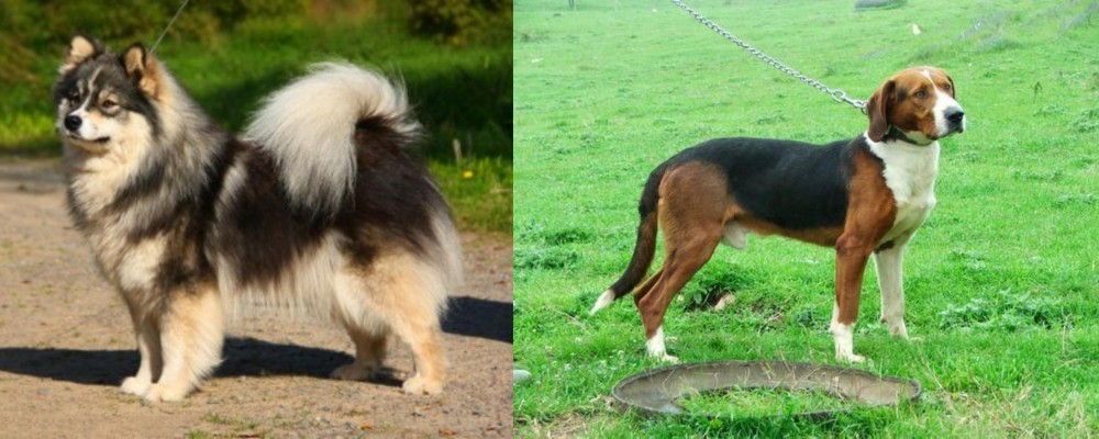 Serbian Tricolour Hound vs Finnish Lapphund - Breed Comparison