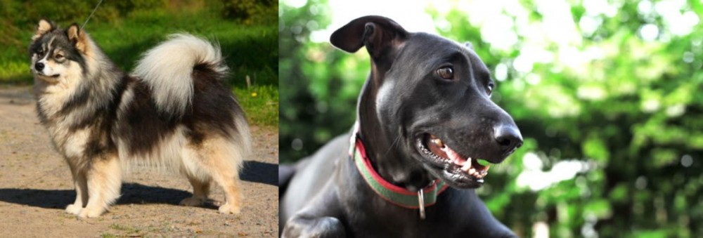 Shepard Labrador vs Finnish Lapphund - Breed Comparison