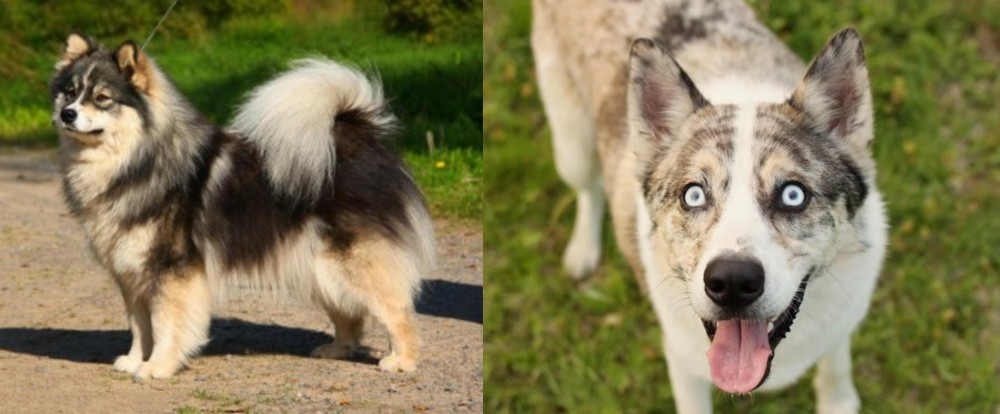 Shepherd Husky vs Finnish Lapphund - Breed Comparison