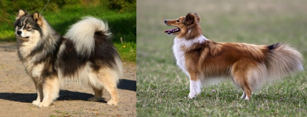 Shetland Sheepdog vs Finnish Lapphund - Breed Comparison
