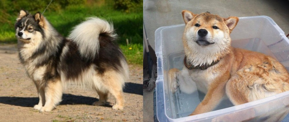 Shiba Inu vs Finnish Lapphund - Breed Comparison