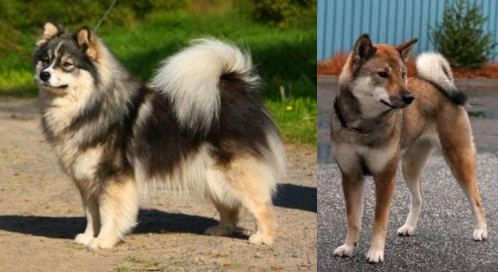 Shikoku vs Finnish Lapphund - Breed Comparison
