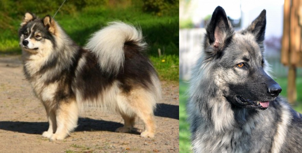 Shiloh Shepherd vs Finnish Lapphund - Breed Comparison