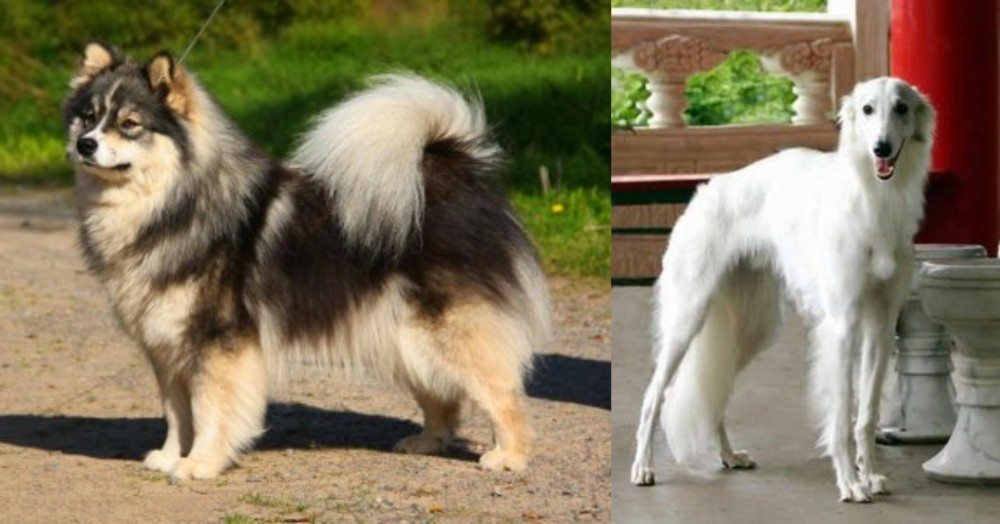 Silken Windhound vs Finnish Lapphund - Breed Comparison