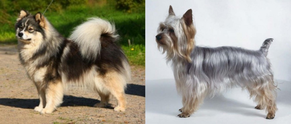 Silky Terrier vs Finnish Lapphund - Breed Comparison