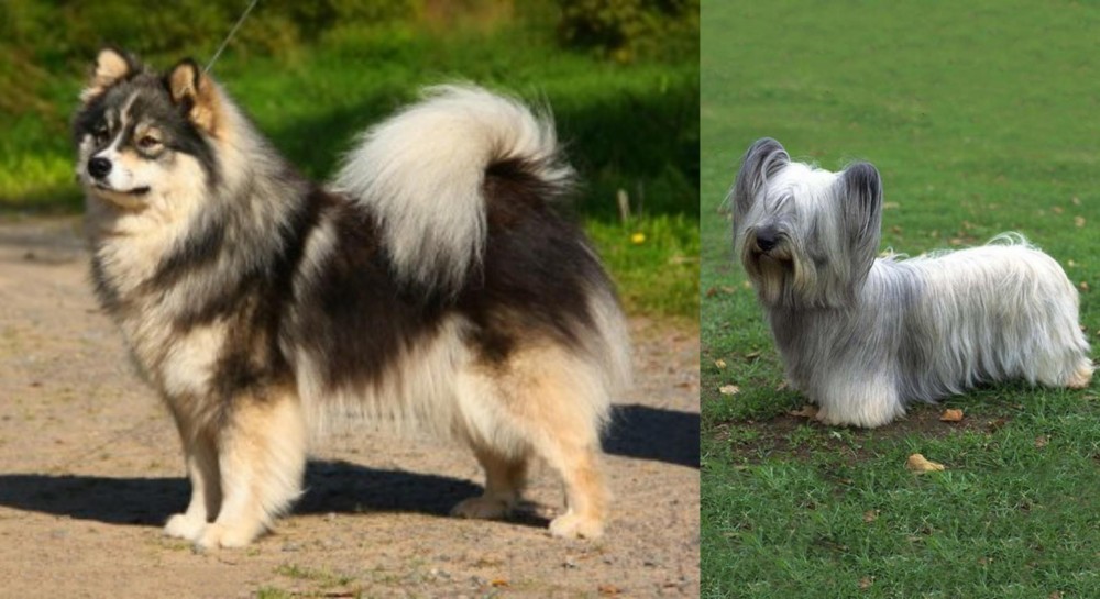 Skye Terrier vs Finnish Lapphund - Breed Comparison