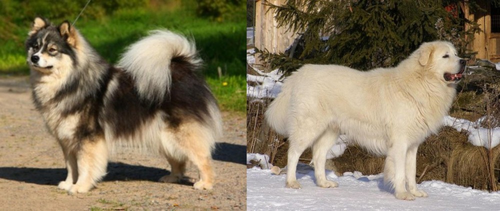 Slovak Cuvac vs Finnish Lapphund - Breed Comparison