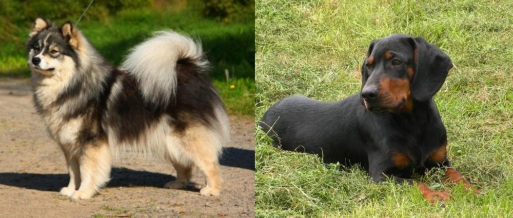 Slovakian Hound vs Finnish Lapphund - Breed Comparison