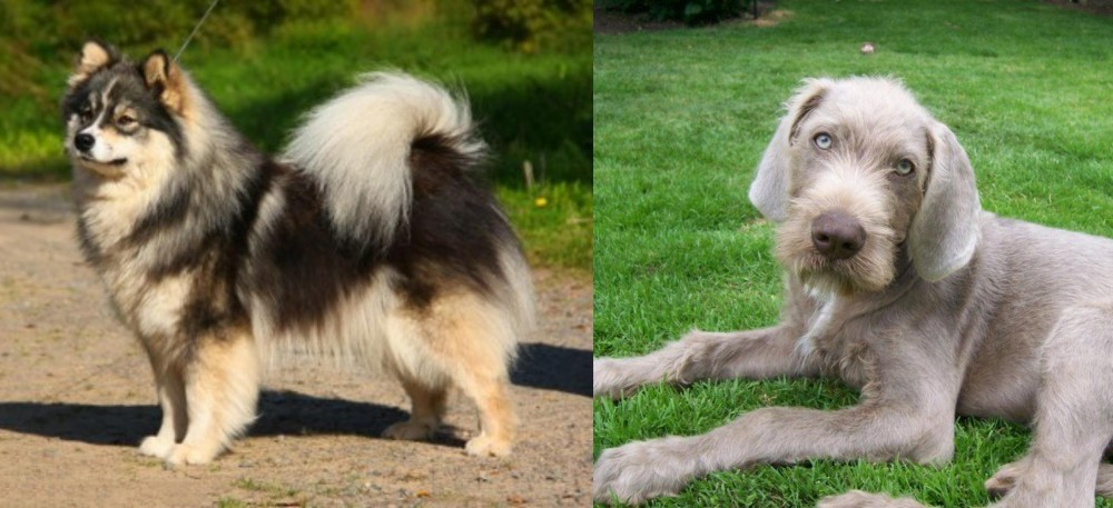 Slovakian Rough Haired Pointer vs Finnish Lapphund - Breed Comparison