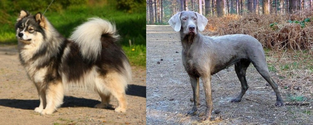 Slovensky Hrubosrsty Stavac vs Finnish Lapphund - Breed Comparison
