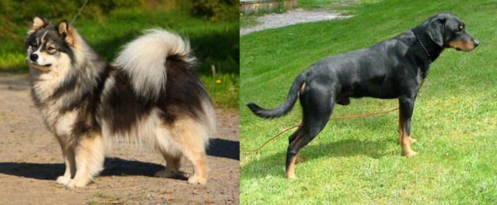 Smalandsstovare vs Finnish Lapphund - Breed Comparison
