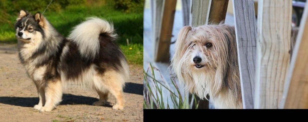 Smithfield vs Finnish Lapphund - Breed Comparison