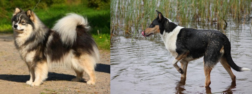 Smooth Collie vs Finnish Lapphund - Breed Comparison
