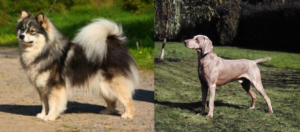 Smooth Haired Weimaraner vs Finnish Lapphund - Breed Comparison
