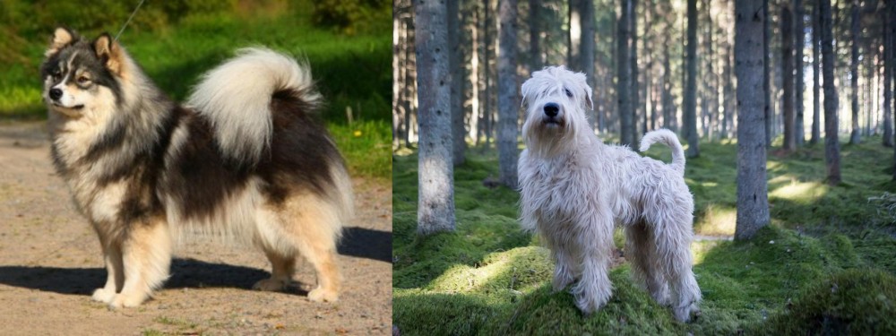 Soft-Coated Wheaten Terrier vs Finnish Lapphund - Breed Comparison