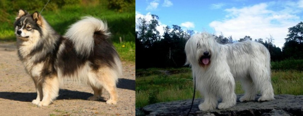 South Russian Ovcharka vs Finnish Lapphund - Breed Comparison