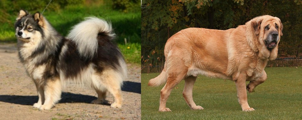 Spanish Mastiff vs Finnish Lapphund - Breed Comparison