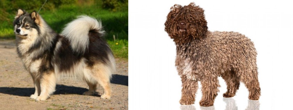 Spanish Water Dog vs Finnish Lapphund - Breed Comparison