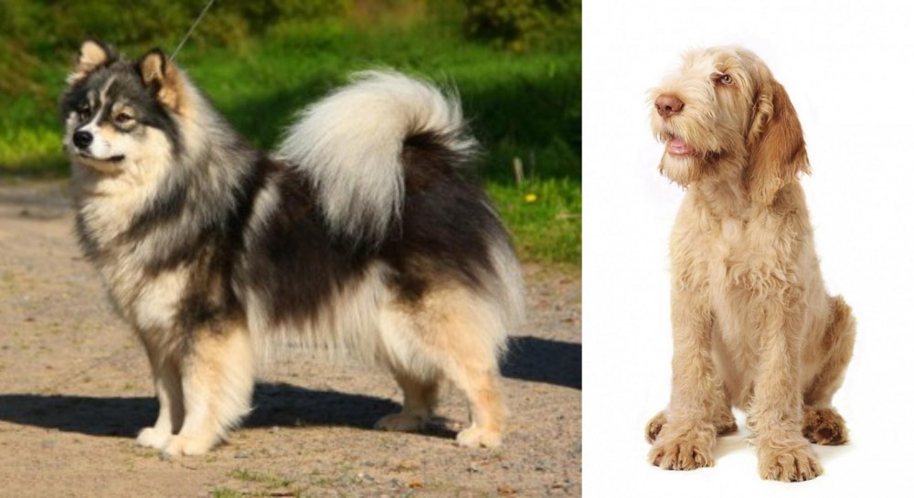 Spinone Italiano vs Finnish Lapphund - Breed Comparison