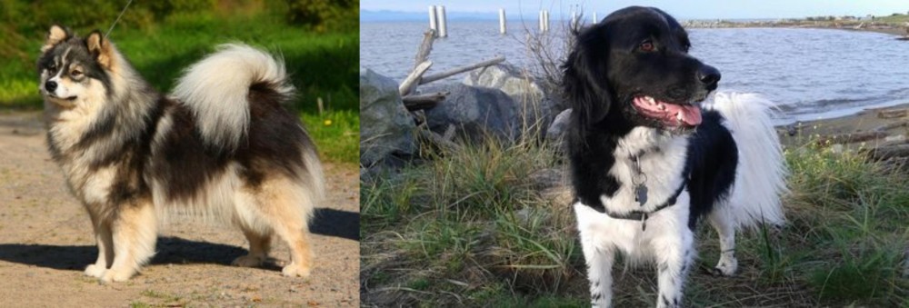 Stabyhoun vs Finnish Lapphund - Breed Comparison
