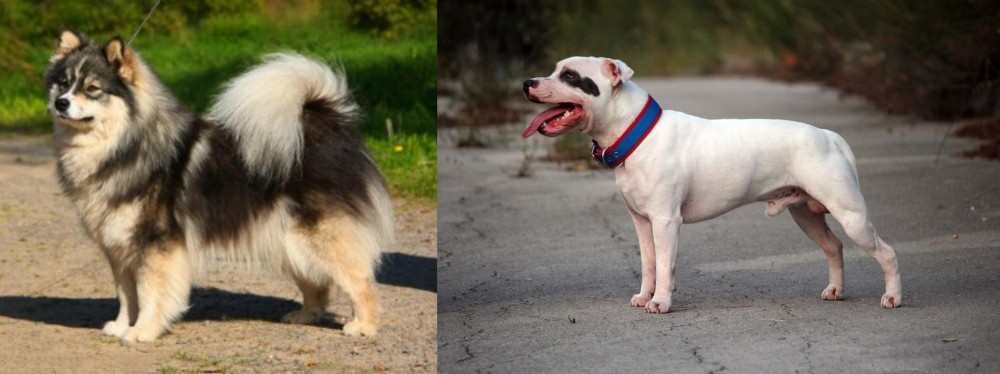 Staffordshire Bull Terrier vs Finnish Lapphund - Breed Comparison
