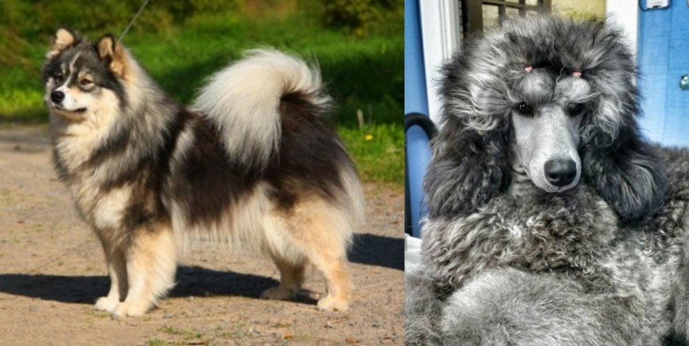 Standard Poodle vs Finnish Lapphund - Breed Comparison
